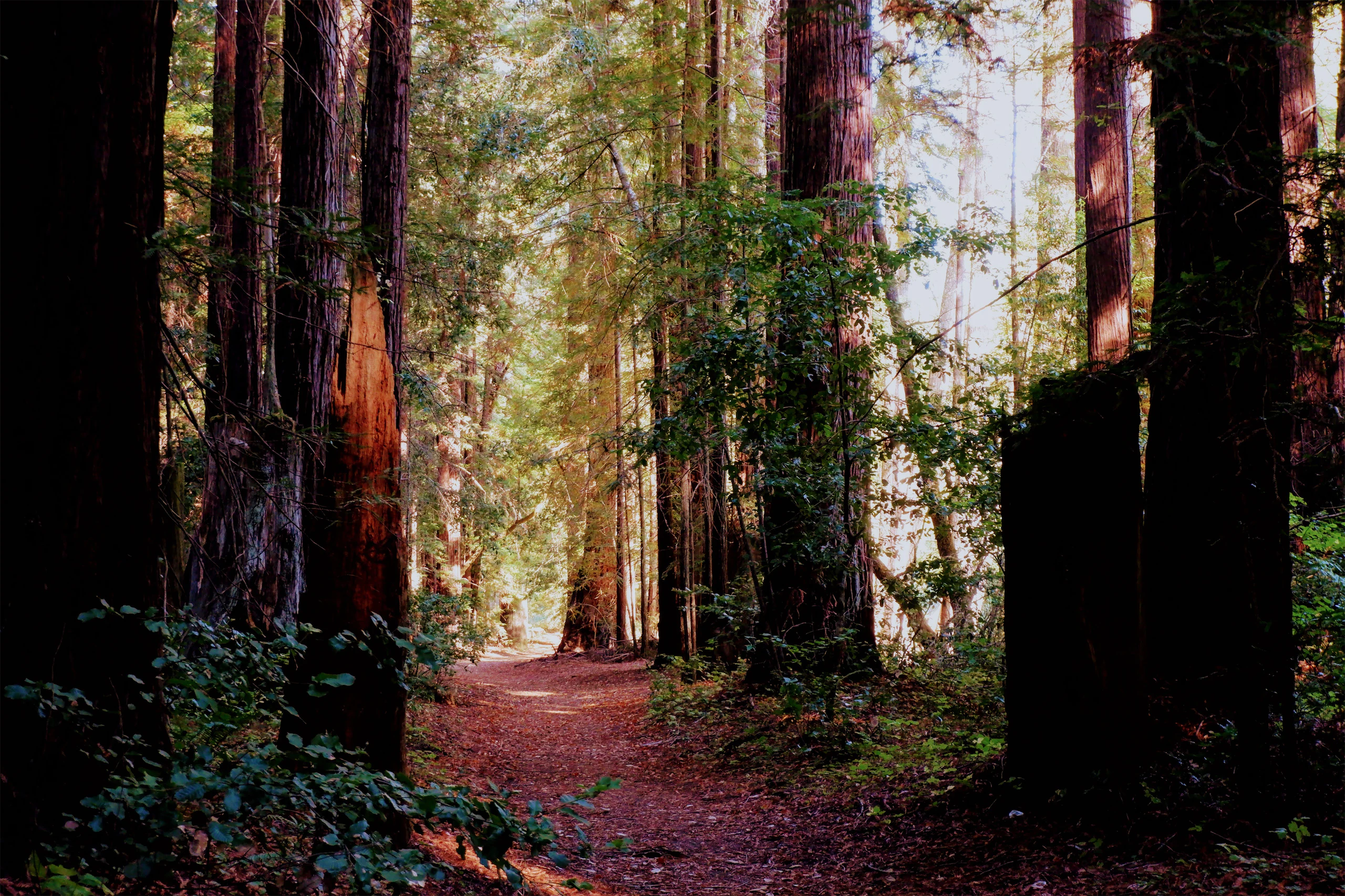 Redwoods